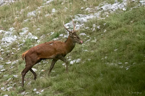 Cerf