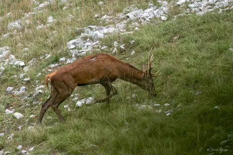 Cerf