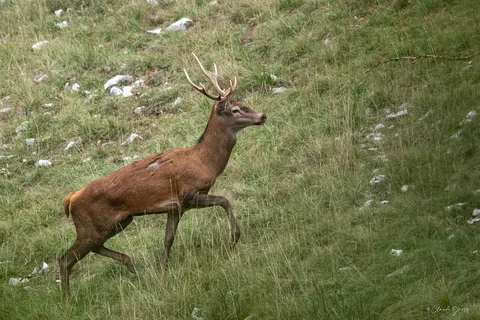 Cerf