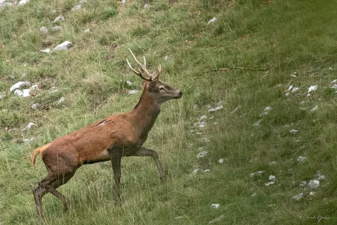 Cerf