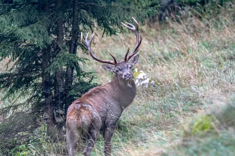 Cerf