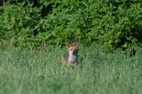 Renard roux