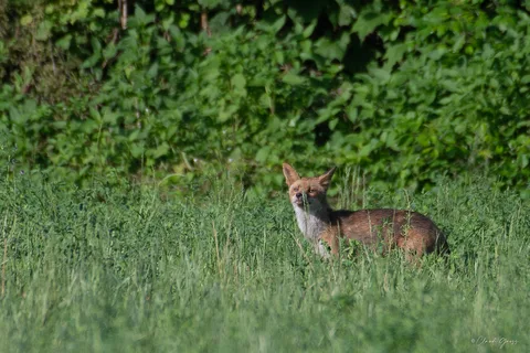 Renard roux