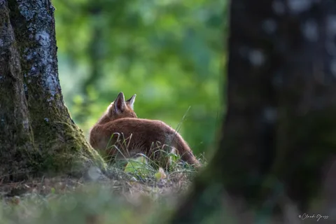 Renard roux