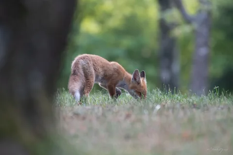 Renard roux
