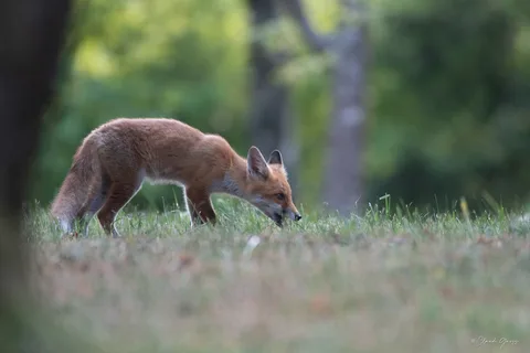 Renard roux