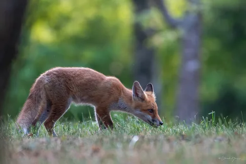 Renard roux