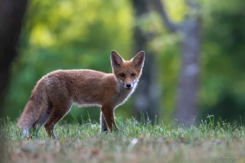 Renard roux