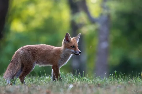 Renard roux