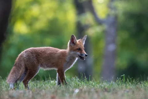 Renard roux