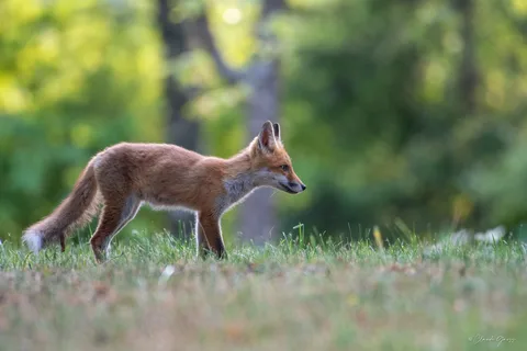 Renard roux