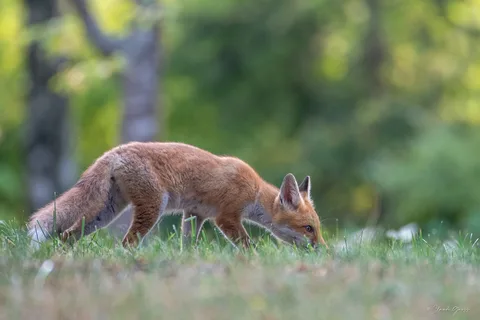 Renard roux