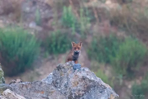 Renard roux