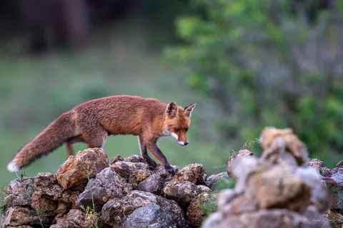 Renard roux