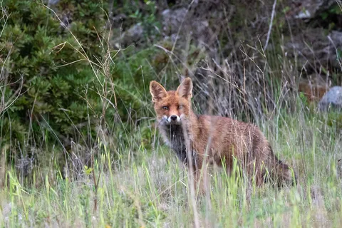 Renard roux