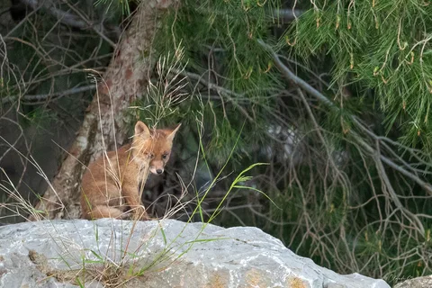 Renard roux