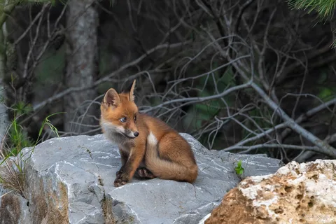 Renard roux