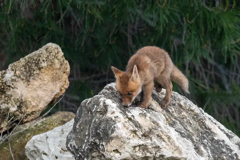 Renard roux