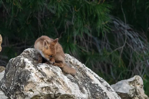 Renard roux