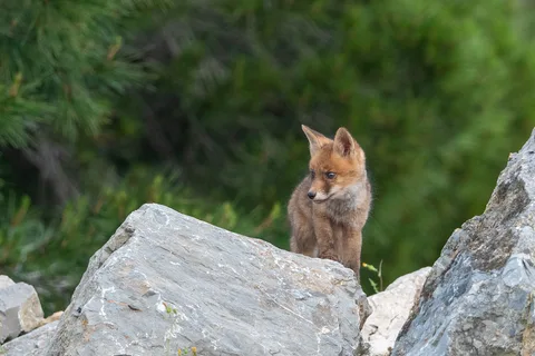 Renard roux