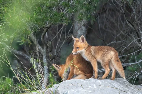 Renard roux
