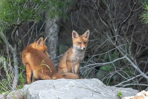 Renard roux