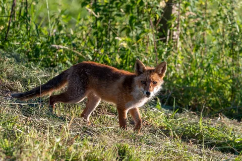 Renard roux