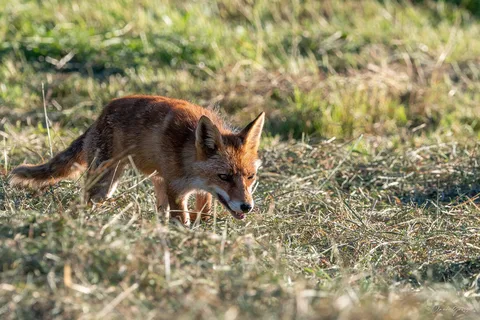 Renard roux