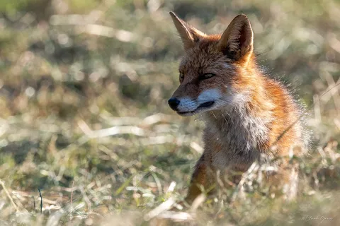 Renard roux