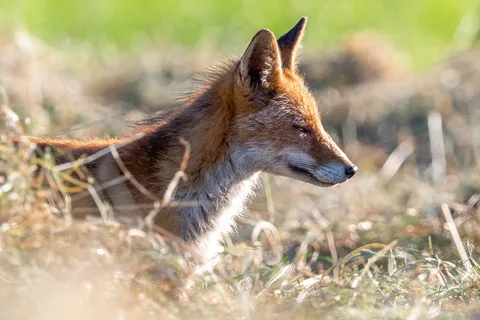 Renard roux