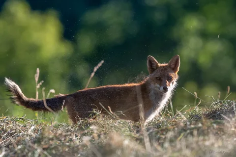 Renard roux