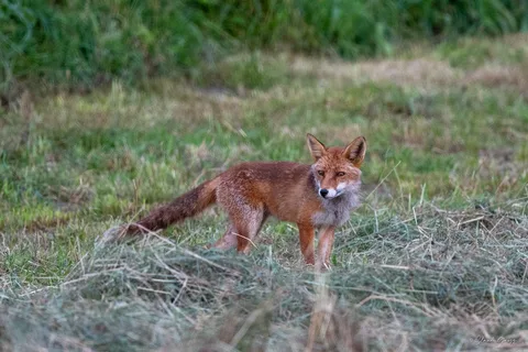 Renard roux