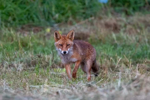 Renard roux