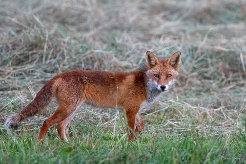Renard roux