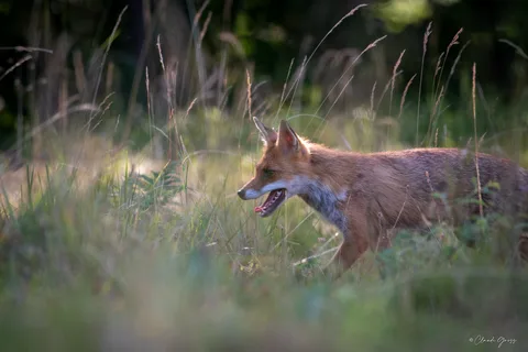 Renard roux