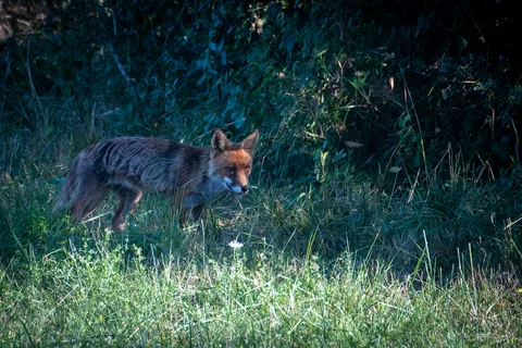 Renard roux