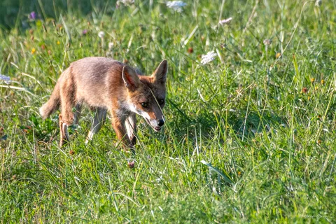 Renard roux