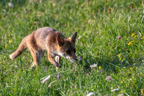 Renard roux