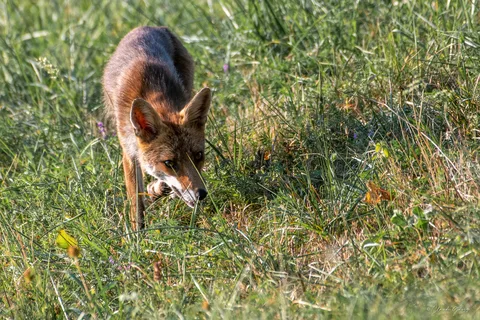 Renard roux