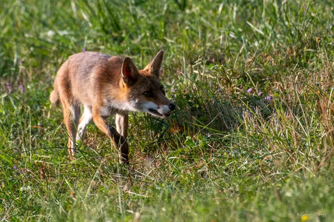 Renard roux