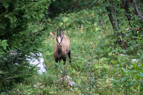 Chamois