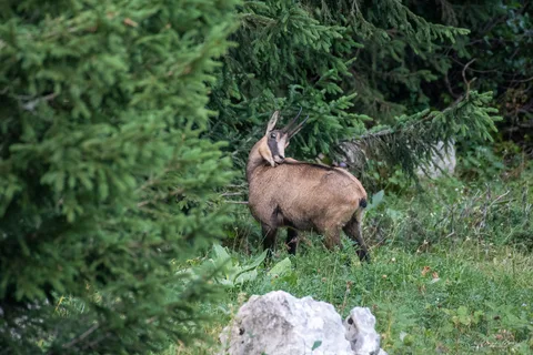 Chamois