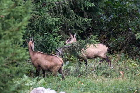 Chamois