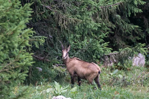 Chamois