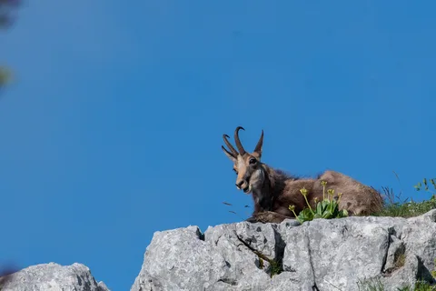 Chamois