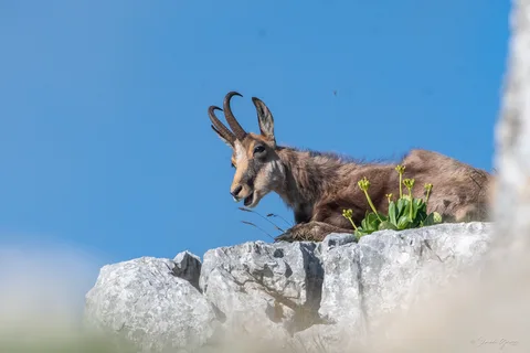 Chamois