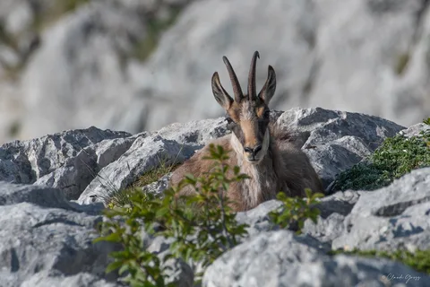 Chamois