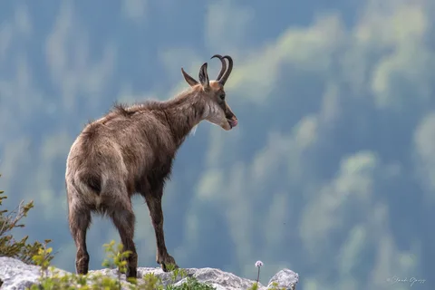 Chamois