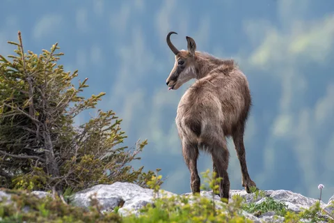 Chamois