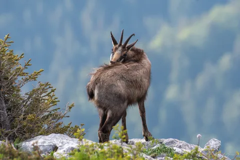 Chamois